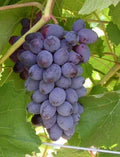 Fredonia Black/Blue Grape Live Rooted Starter Plant - Vitis labrusca - Ideal for Zones 5-8 - Perfect for Home Gardens