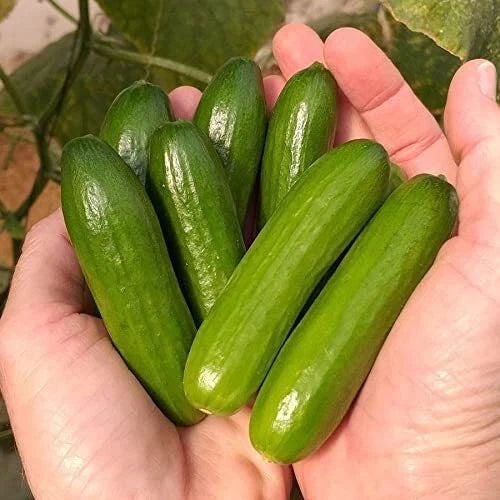 Mini-Me Cucumber Seeds | Vegetable Seeds for Planting | Organic Mini Cucumbers | Cucumis sativus