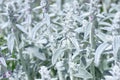 Rabbit Ear Plant Seeds | 30+ Seeds | Unique Varieties | Oregano Decumbens