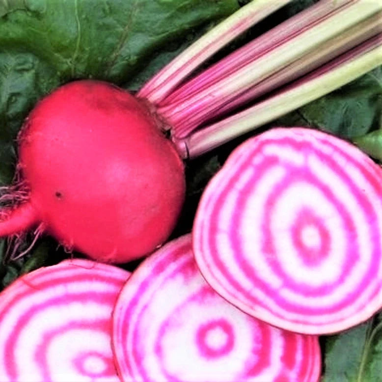 Chioggia Beet Seeds - Candy Cane Striped Pink Bullseye Beets - Beta vulgaris - Heirloom Vegetable Seeds 2025