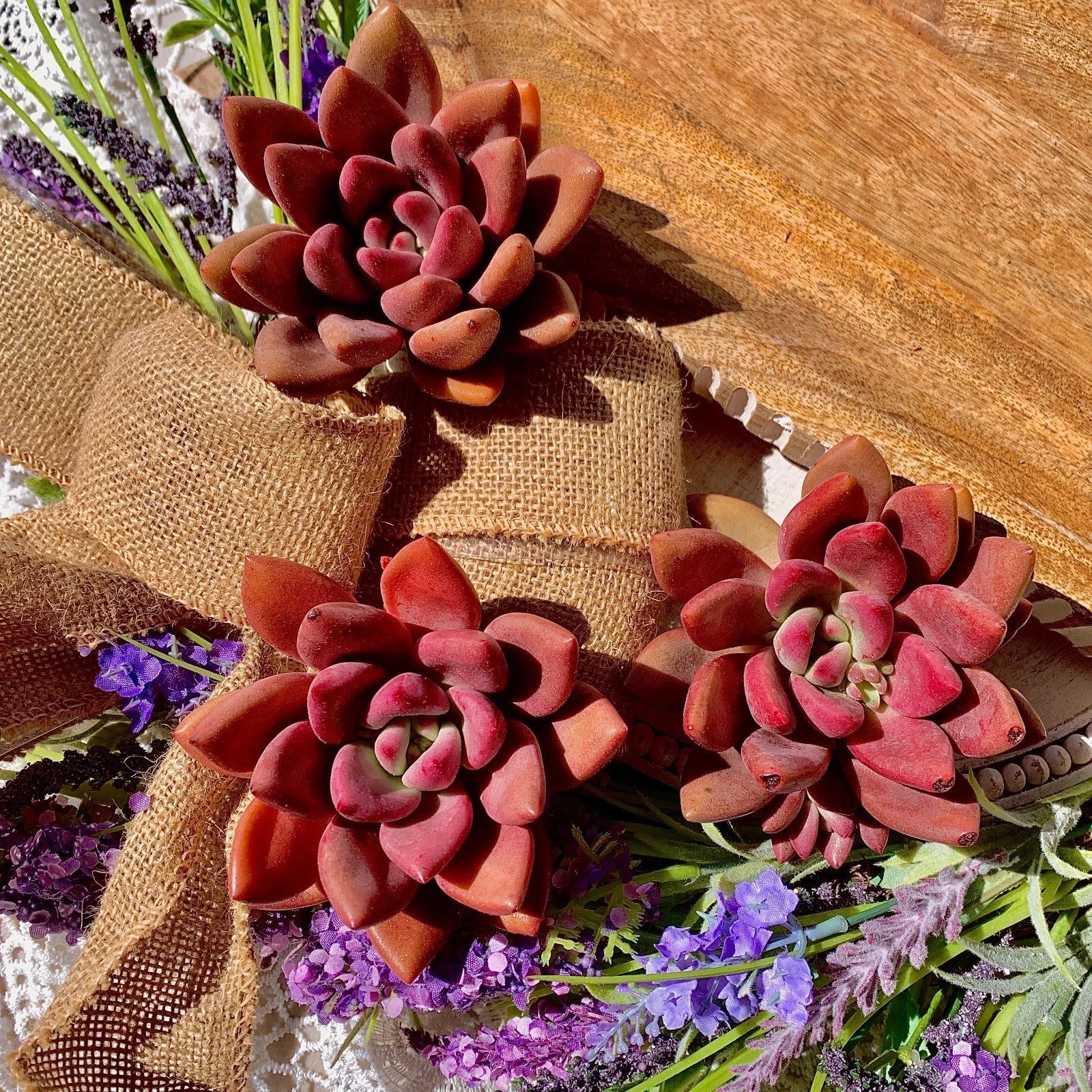 Succulent Plant Graptoveria Ruby Donna Bare Root Easy Care Live Home Decor - Perfect Indoor Greenery for Your Space