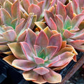 Rare Graptoveria Dusty Succulent Live Plant 3-Inch Easy Care Decor Gift (Graptoveria)