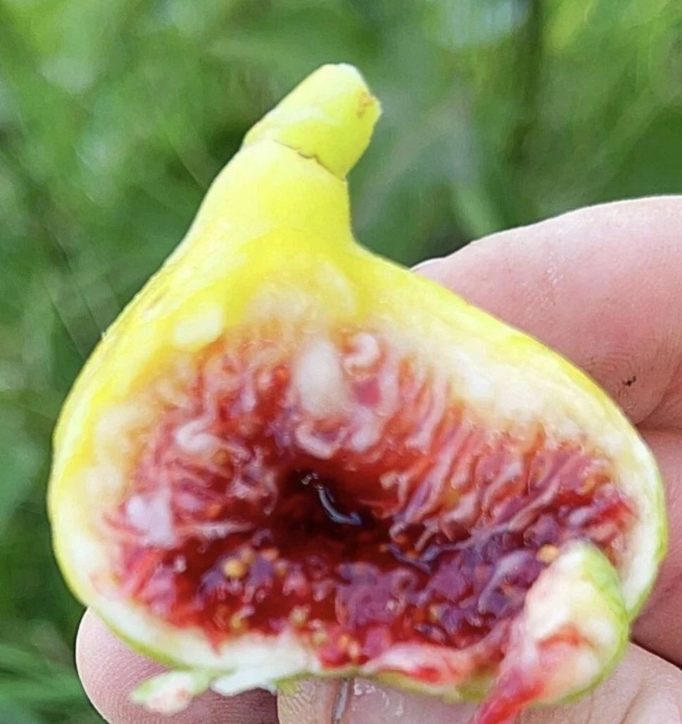 Fig Tree Cuttings - 3 "White Adriatic" Cuttings - Ficus carica - FREE US SHIPPING!