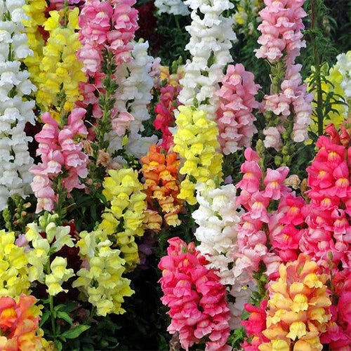 Snapdragon Seeds | Magic Carpet Mix | Heirloom Edible Flowers | Antirrhinum majus