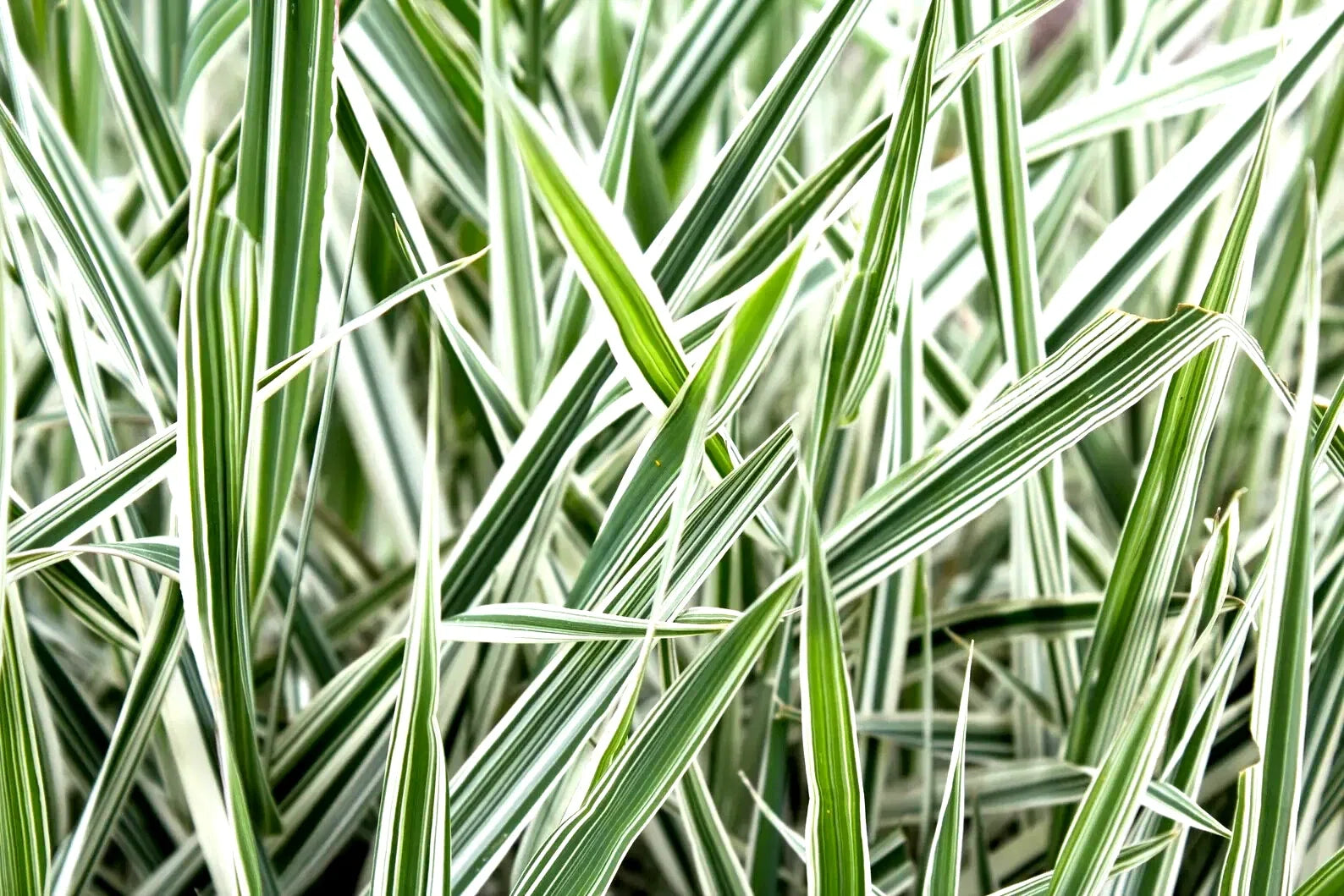 Ribbon Grass Plants - Strawberry & Cream Root Divisions - Hardy Ornamental Grass for Sun or Shade - Phalaris arundinacea