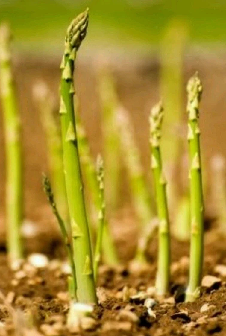Asparagus Seeds - 100 Count - Mary Washington - Non-GMO, Open Pollinated - Asparagus officinalis