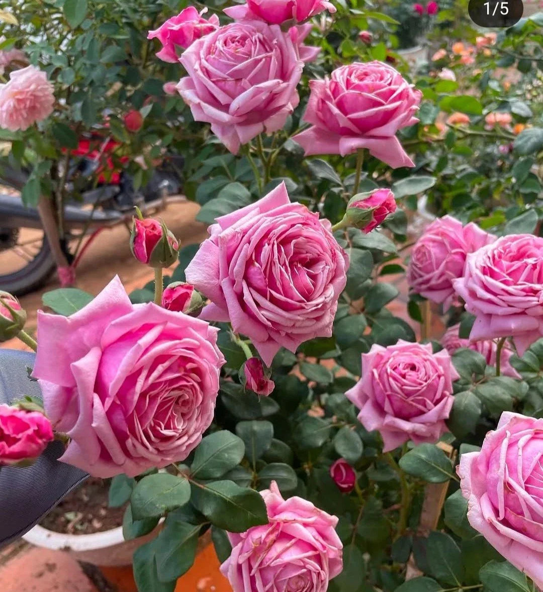 Pink Rose Cuttings 5-8" Long, Fresh Unrooted, Huge Blooms up to 6", Rosa spp.