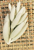 Senecio Haworthii Cutting - 3" Long Unrooted - Whitest Succulent - Ideal for Plant Lovers and Collectors