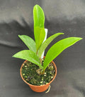Hoya AH 074 Green Plant, 2.5" Rare Rooted Hoya, Hoya australis (if known)