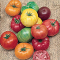 Rainbow Beefsteak Tomato Seeds - 120+ Heirloom Organic Non-GMO Variety - Solanum lycopersicum
