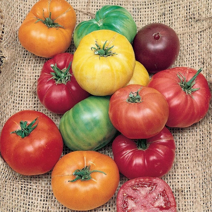 Rainbow Beefsteak Tomato Seeds - 120+ Heirloom Organic Non-GMO Variety - Solanum lycopersicum