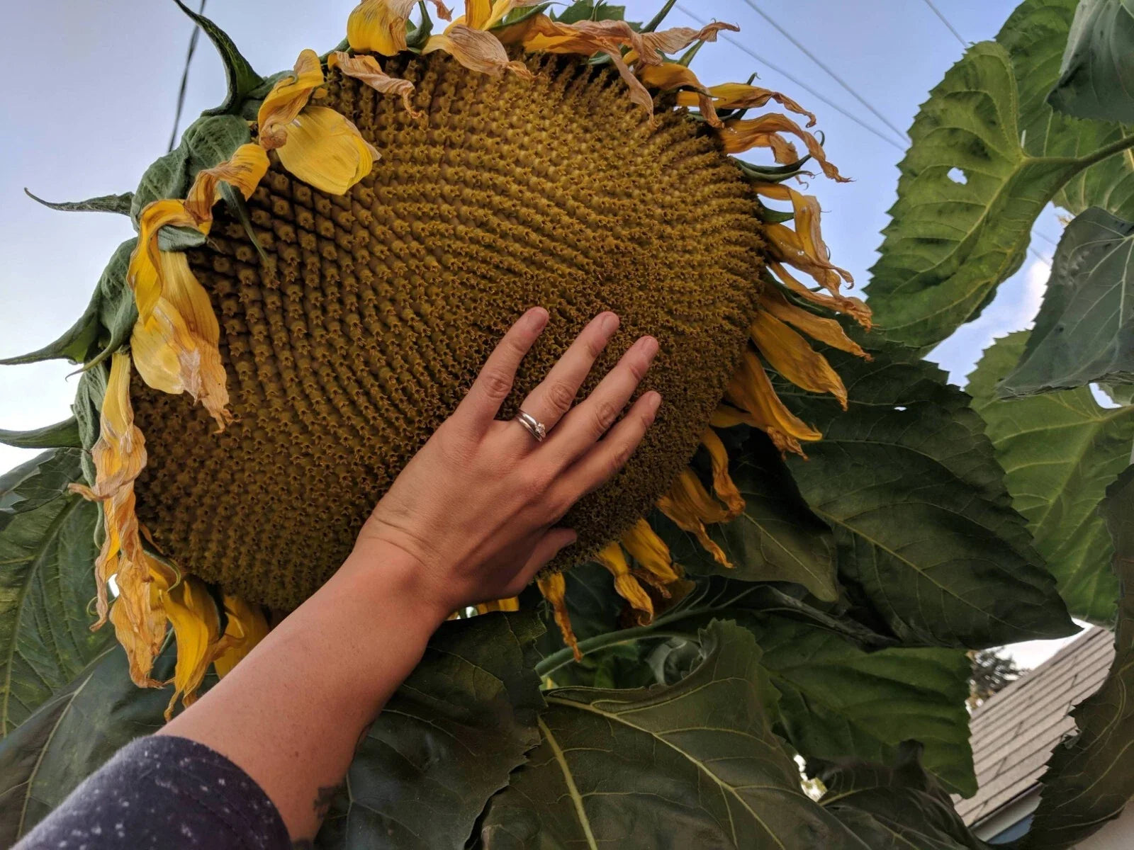 Mammoth Grey Stripe Sunflower Seeds - 25+ Giant Seeds for Large Sunflowers - Helianthus annuus