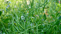 Singara Rat's Tail Radish Seeds - 500+ Seeds for Garden Planting - Raphanus sativus var. caudatus - USA