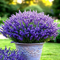 Lavender Vera Seeds - 800 Count - Perennial Mosquito Repellent - Lavandula angustifolia