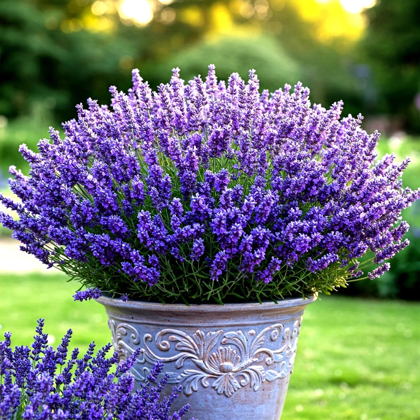 Lavender Vera Seeds - 800 Count - Perennial Mosquito Repellent - Lavandula angustifolia