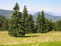 Norway Spruce Tree Seeds - 50 Pack - Picea Abies - Beautiful Evergreen Tree Seeds for Planting