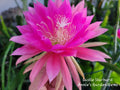 Epiphyllum Cuttings - 8 to 10 inches - Castle Starburst - Succulent Plant Cuttings (Unrooted)