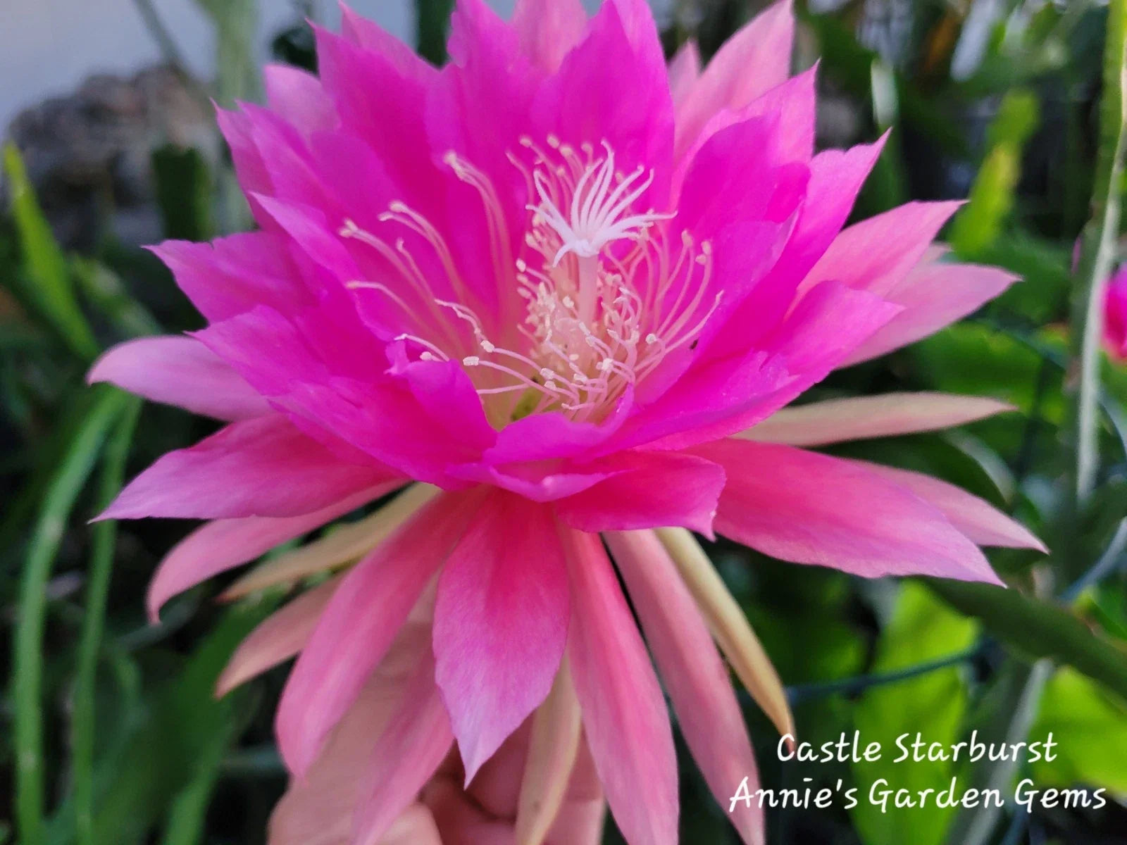 Epiphyllum Cuttings - 8 to 10 inches - Castle Starburst - Succulent Plant Cuttings (Unrooted)