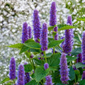 Perennial Anise Hyssop Plants - 2 Bare Root - Fragrant Purple Flowers - Agastache foeniculum - Hummingbird & Pollinator Friendly