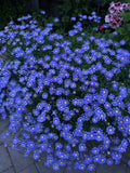 3 Blue Daisy Plant - Live Perennials - Felicia amelloides in 3” Pots