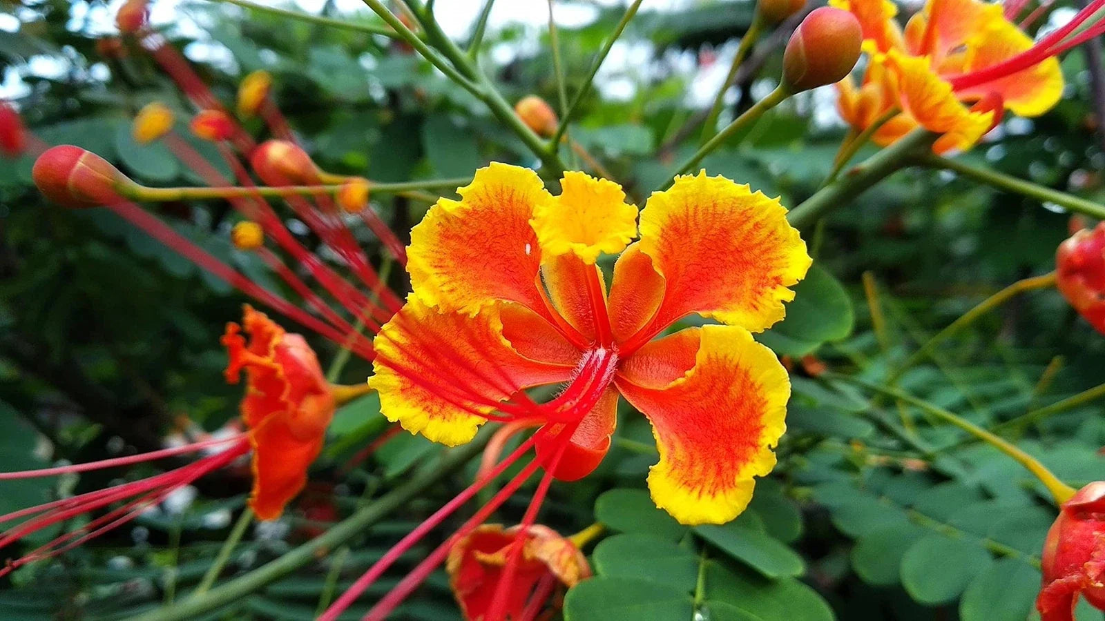 Peacock Flower Seeds - 10 Seeds - Red Variety - Caesalpinia pulcherrima