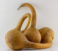 Large Dipper Gourd Seeds - Fresh Seeds for Planting - Lagenaria siceraria - Home Garden Vegetable Seeds