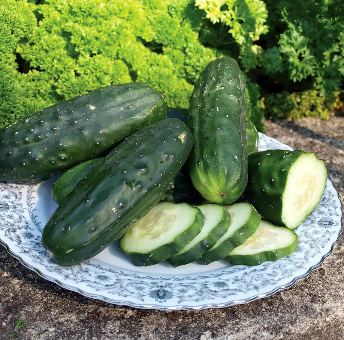 Double Yield Cucumber Seeds - Organic Heirloom - NON-GMO - 100+ Seeds - Cucumis sativus
