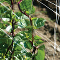 Red Stem Malabar Spinach Seeds - 75 Non-GMO Seeds - Basella alba "rubra" - Free Shipping USA