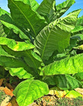 Organic Havanna Gold Tobacco 100 Seeds - Non-GMO, Easy to Grow, TX USA - Free Shipping