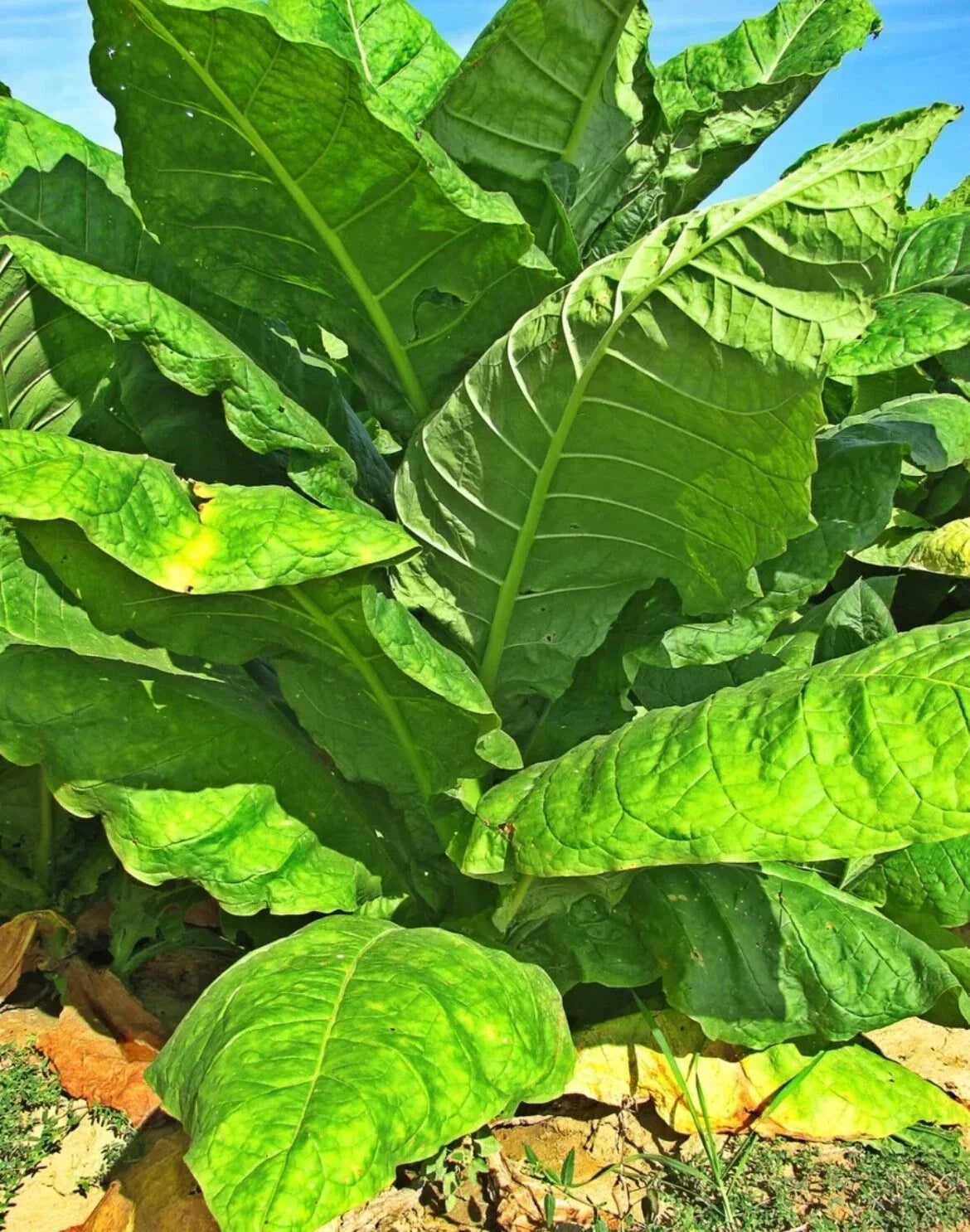 Organic Havanna Gold Tobacco 100 Seeds - Non-GMO, Easy to Grow, TX USA - Free Shipping