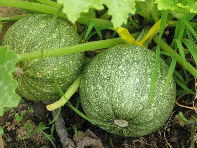 Round Zucchini Squash Seeds - Fresh Seeds for Planting - Cucurbita pepo