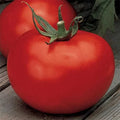 Better Boy Tomato Seeds | Non-GMO VFN F1 Hybrid | High Yielding | Solanum lycopersicum