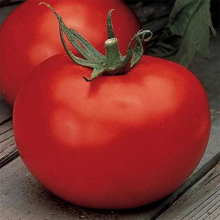 Better Boy Tomato Seeds | Non-GMO VFN F1 Hybrid | High Yielding | Solanum lycopersicum