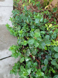 Star Jasmine Plant, 3/4 Year Old, Extremely Fragrant Vine, Mature Bareroot, Trachelospermum jasminoides