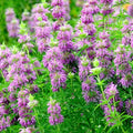 Lemon Mint Seeds Pack - 500+ Organic Seeds for Herb Garden - Mentha x piperita 'Citrata'