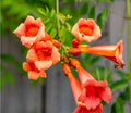 Live Bare Root Trumpet Vines - 5 Pack - Campsis radicans - Colorful Climbing Plants for Gardens and Landscapes