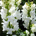 Snowflake Snapdragon Seeds - Heirloom Non-GMO Flower Seeds - Antirrhinum majus - Free Shipping