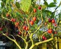 Tomato Tree Bonsai Seeds - 10 Pack - Tamarillo - Cyphomandra betacea