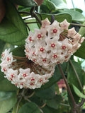 Hoya Plant 2.5" Pot Rare Hoya fungii Beautiful Rooted Houseplant Indoor Gardening