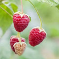 Red Raspberry Seeds - 200 Count - Delicious Variety - Rubus idaeus - Made in USA, Ships from Iowa