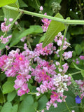 Mexican Creeper Vine Plant for Pollinators, Pink Flowers, Great Privacy Cover, Antigonon leptopus