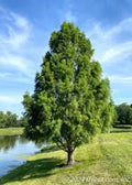 Bald Cypress Tree 12-24in Tall Taxodium distichum - Deciduous Conifer, Dormant Shipping, Southern Native