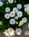African Daisy Plant, Cream and Yellow, Perennial in Pot, Osteospermum