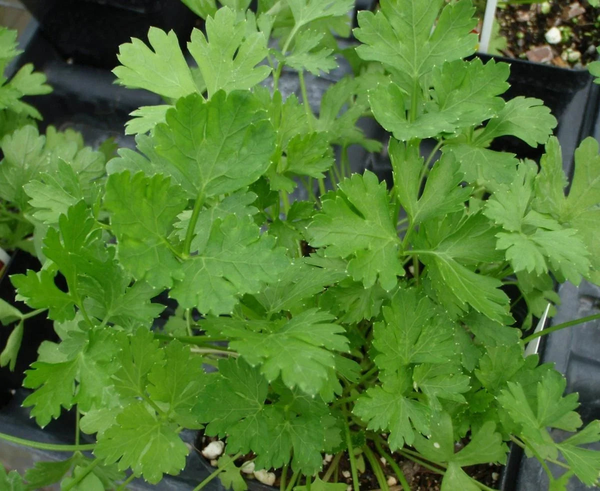 Herb Seed - 500+ Dark Green Italian Parsley Seeds - Petroselinum crispum - Fresh Culinary Herb Seed