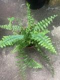 Rooted Boston Fern Plant - Indoor/Outdoor Summer Foliage - Nephrolepis exaltata