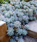Graptopetalum Unrooted Cutting 10 x 2" - Succulent Plant for Wedding Favors & Floral Design