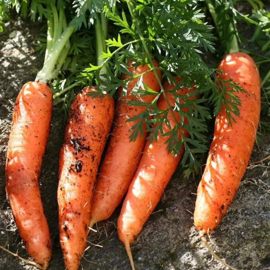 Scarlet Nantes Carrot Seeds - 500+ Count - Red Parisian French - Daucus carota