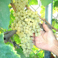 Thompson Vine Bare Root Plant Green Seedless Sweet Table Grape (Vitis vinifera)