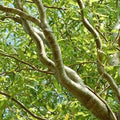 Green Curly Willow Trees - 4 Pack - Fast Growing Exotic Variety - Salix Matsudana