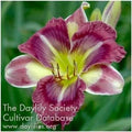 Daylily Live Plant - Beautiful Purple Chinese Water Lily - Hemerocallis Hybrid